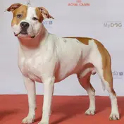 Photo d'un American Staffordshire Terrier