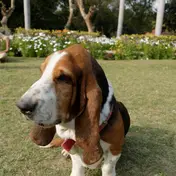Photo d'un Basset Hound