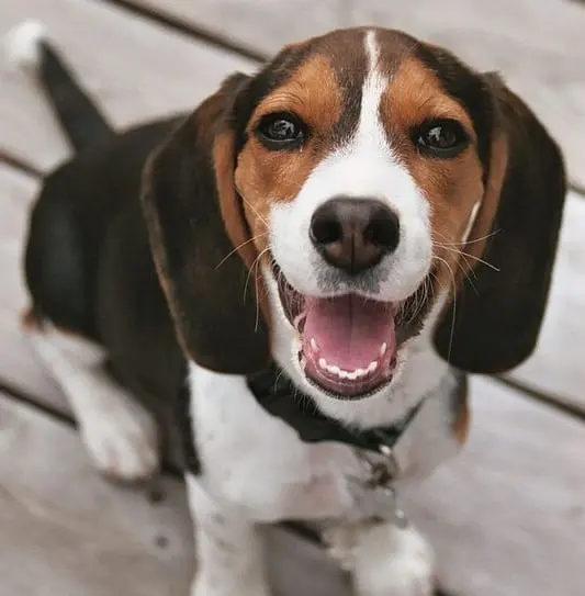 Photo d'un Beagle
