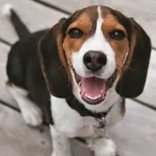 Photo d'un Beagle