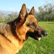 Photo d'un Berger Allemand