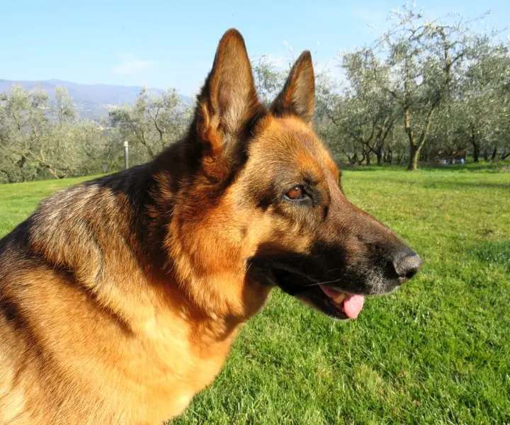 Photo d'un Berger Allemand