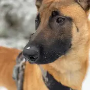 Photo d'un Berger Belge Malinois