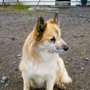 Photo d'un Berger Islandais
