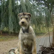 Photo d'un Berger Picard