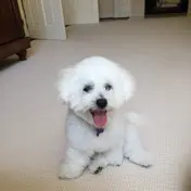 Photo d'un Bichon Frisé
