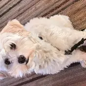 Photo d'un Bichon Havanais