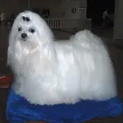 Photo d'un Bichon Maltais
