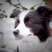 Photo d'un Border Collie