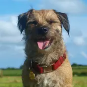 Photo d'un Border Terrier