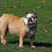 Photo d'un Bouledogue Anglais