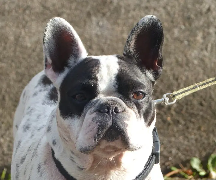 Photo d'un Bouledogue Français