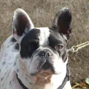 Photo d'un Bouledogue Français