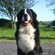 Photo d'un Bouvier Bernois