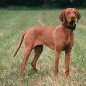 Photo d'un Braque Hongrois (Vizsla)