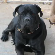 Photo d'un Cane Corso