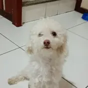 Photo d'un Caniche