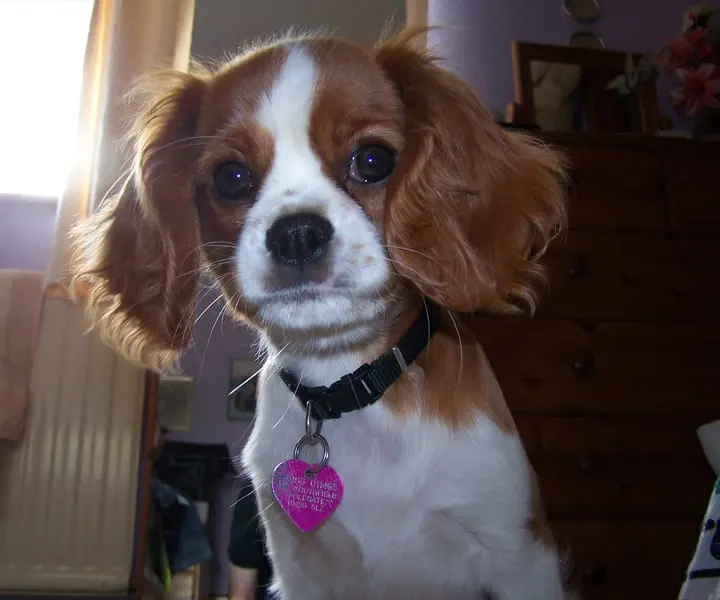 Photo d'un Cavalier King Charles Spaniel