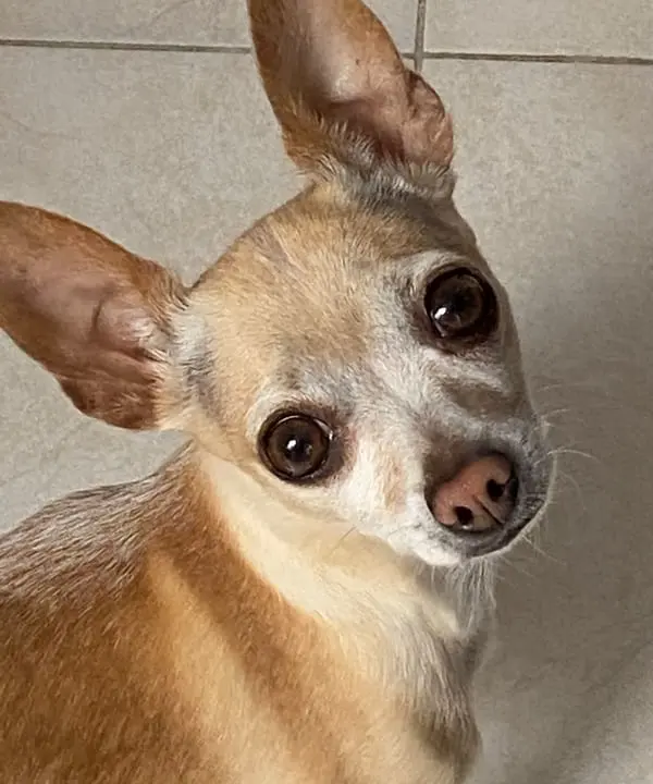 Photo d'un Chihuahua