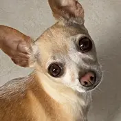 Photo d'un Chihuahua