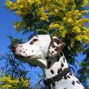 Photo d'un Dalmatien