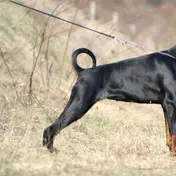 Photo d'un Dobermann