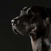 Photo d'un Dogue Allemand