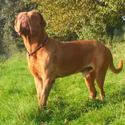 Photo d'un Dogue de Bordeaux
