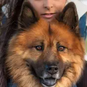 Photo d'un Eurasier