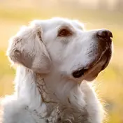 Photo d'un Golden Retriever