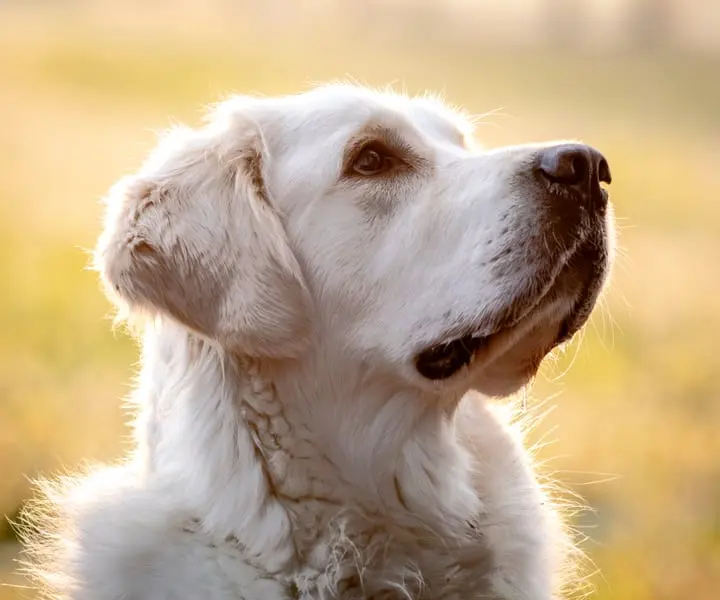 Photo d'un Golden Retriever
