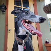 Photo d'un Greyhound