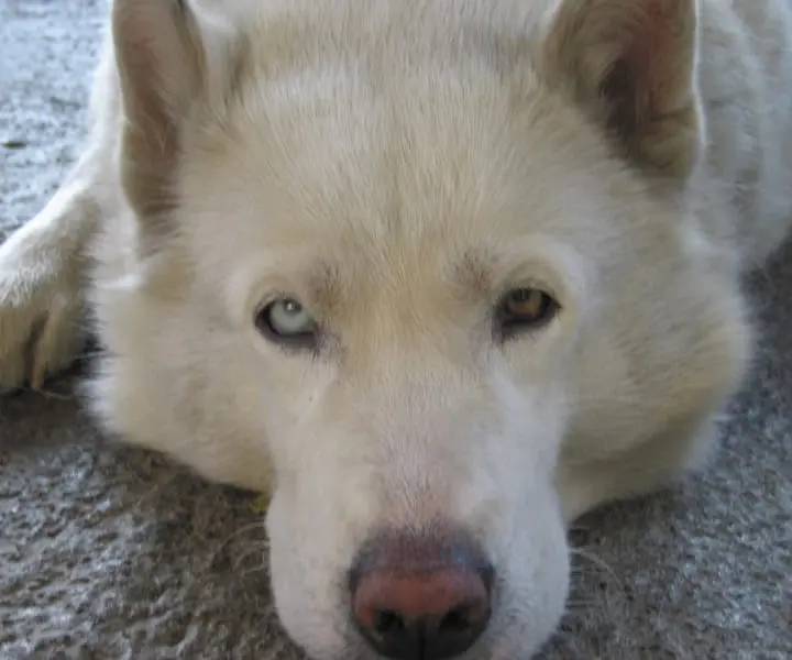 Photo d'un Husky Sibérien