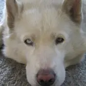 Photo d'un Husky Sibérien