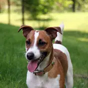 Photo d'un Jack Russell Terrier
