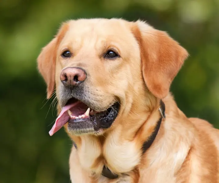 Photo d'un Labrador Retriever