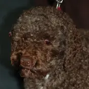Photo d'un Lagotto Romagnolo