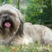 Photo d'un Lhassa Apso