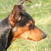 Photo d'un Pinscher Nain