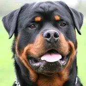 Photo d'un Rottweiler