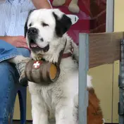 Photo d'un Saint-Bernard