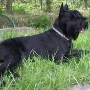 Photo d'un Schnauzer Géant