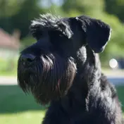 Photo d'un Schnauzer Moyen