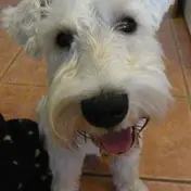 Photo d'un Schnauzer Nain