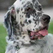 Photo d'un Setter Anglais