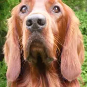 Photo d'un Setter Irlandais