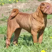 Photo d'un Shar Peï