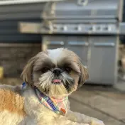 Photo d'un Shih Tzu
