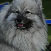 Photo d'un Spitz Loup (Keeshond)