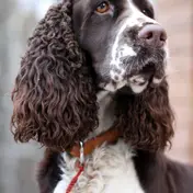 Photo d'un Springer Spaniel Anglais